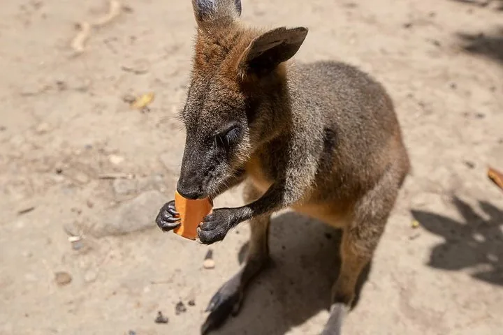 Ein kleines Felsenkänguru frisst ein Stück Süßkartoffel in einer sandigen Umgebung.